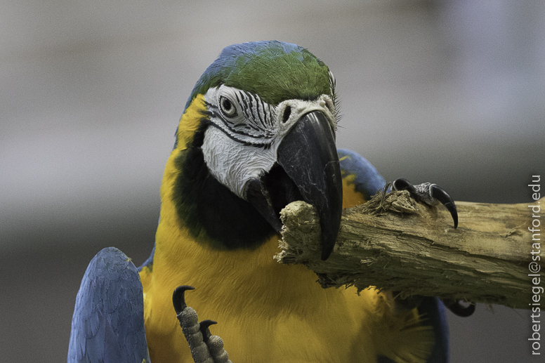 California Academy of Science 2019